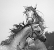 IMGallery